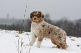 BERGER AUSTRALIEN PUPPIES 458